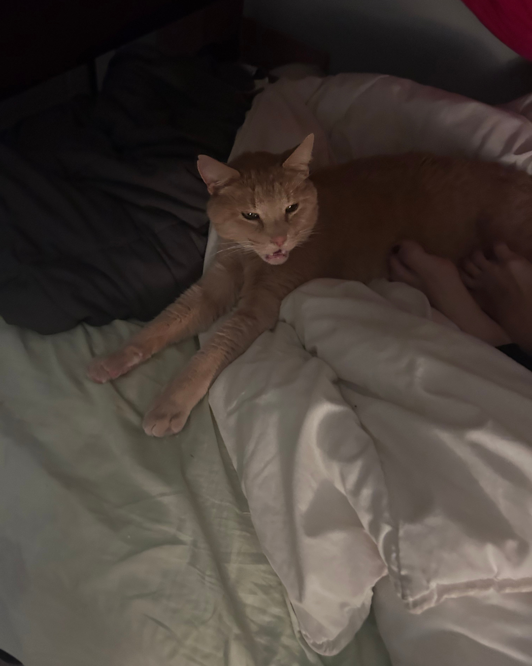 Jax looking majestic