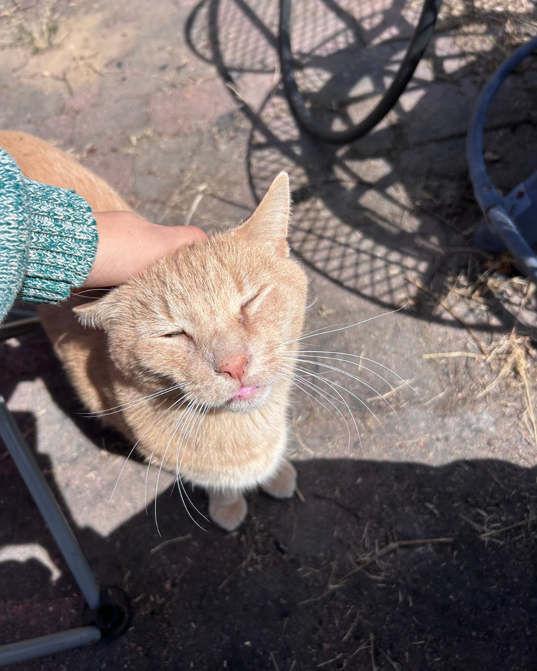 Jax outside in the country